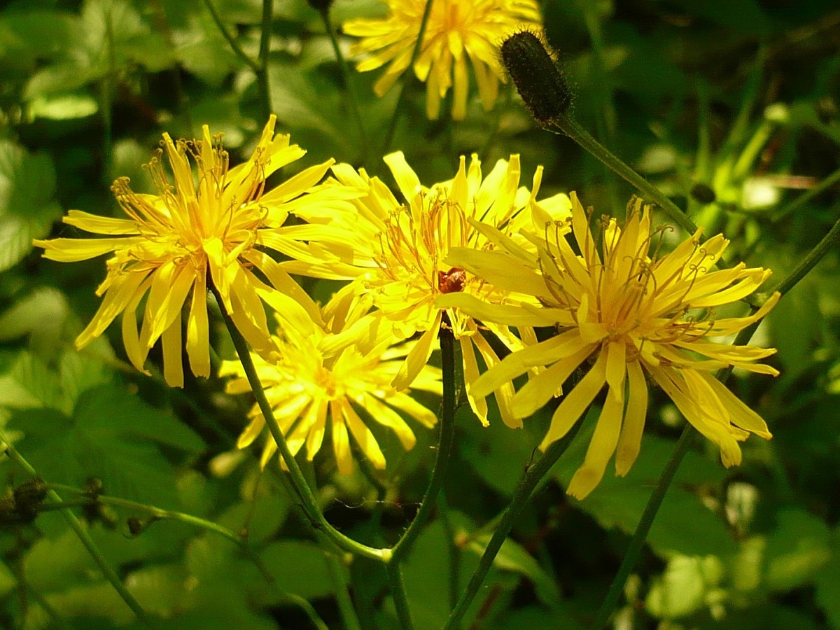 Crepis paludosa (Asteraceae)